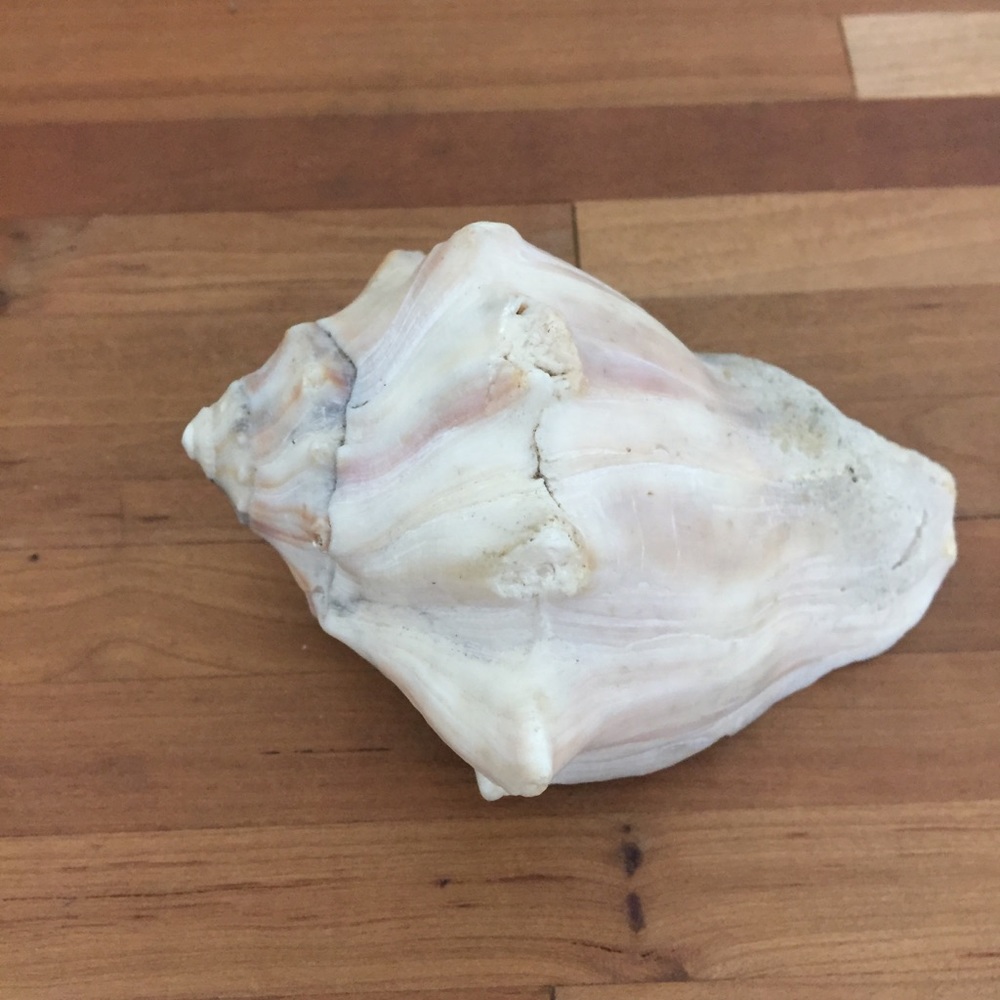 Beautiful Real Seashell - Picture 9 of 12